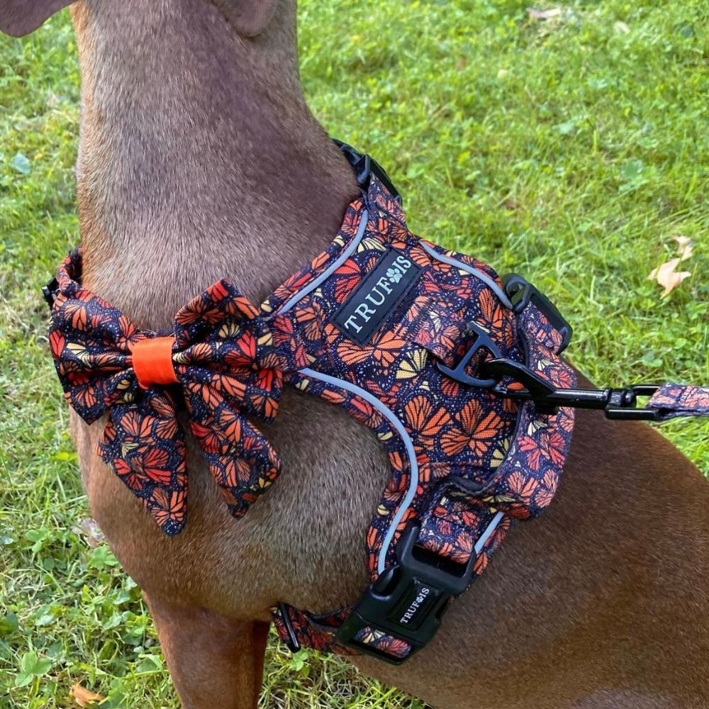 Sailor Bow - Fall and Fly