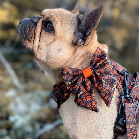 Sailor Bow - Fall and Fly