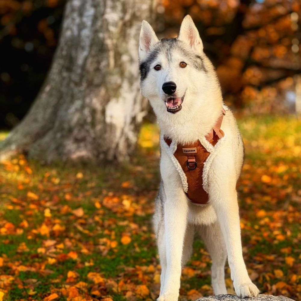 Teddy Sisu Harness - Mocca