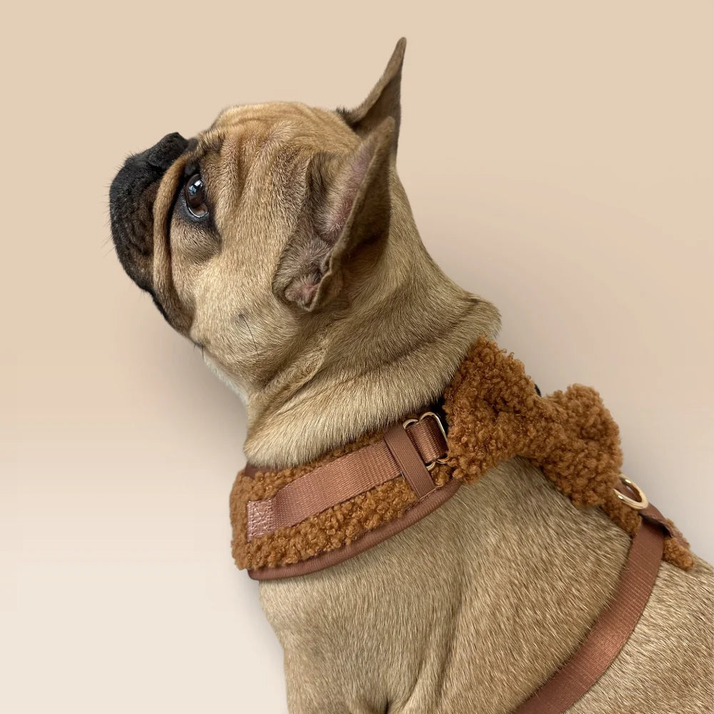 Trufois dog bowtie in Chocolate brown — a rich, deep brown accessory with a refined finish, perfect for stylish everyday wear