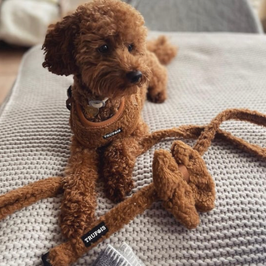 Soft teddy koiran talutushihna – cozy and stylish leash