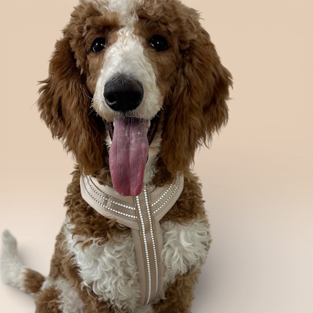 Arnés cómodo - Beige