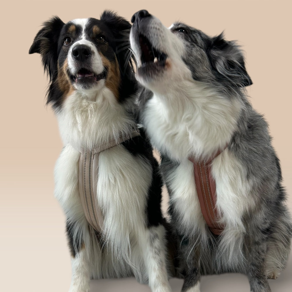 Arnés cómodo - Beige