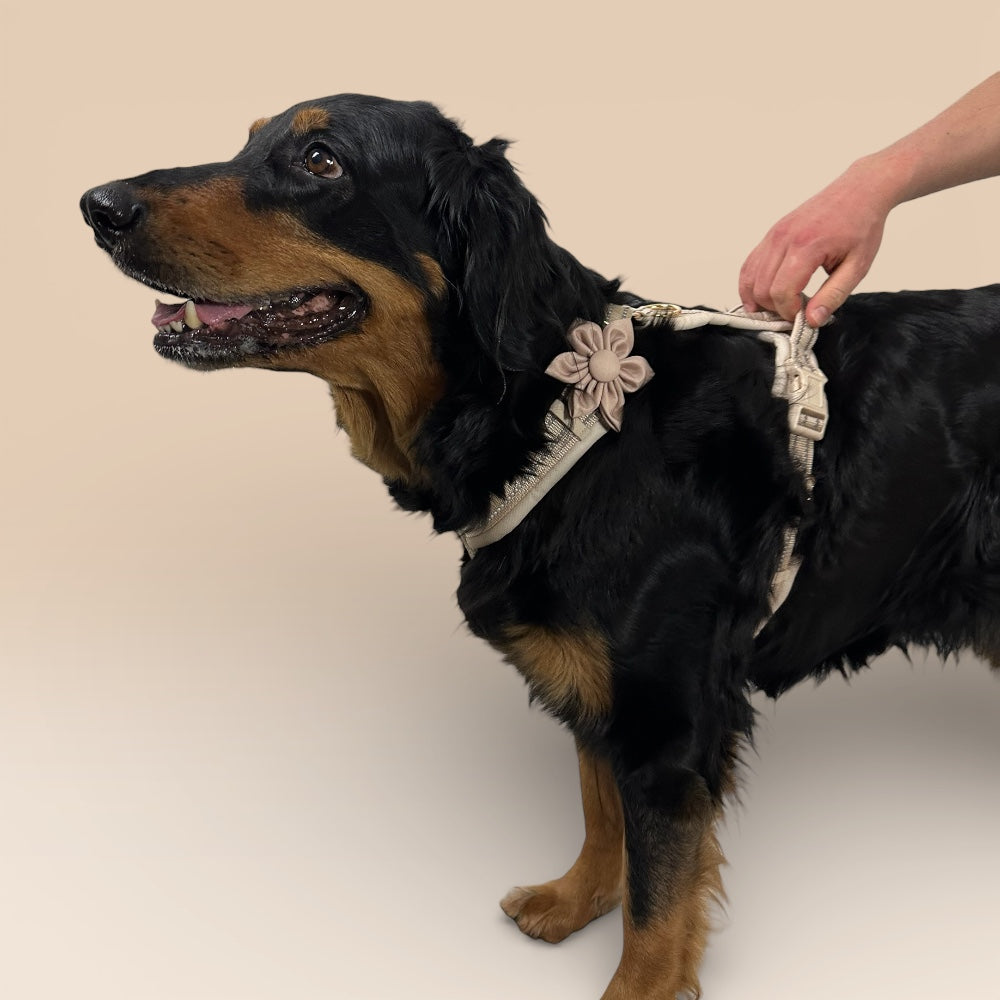 Arnés cómodo - Beige