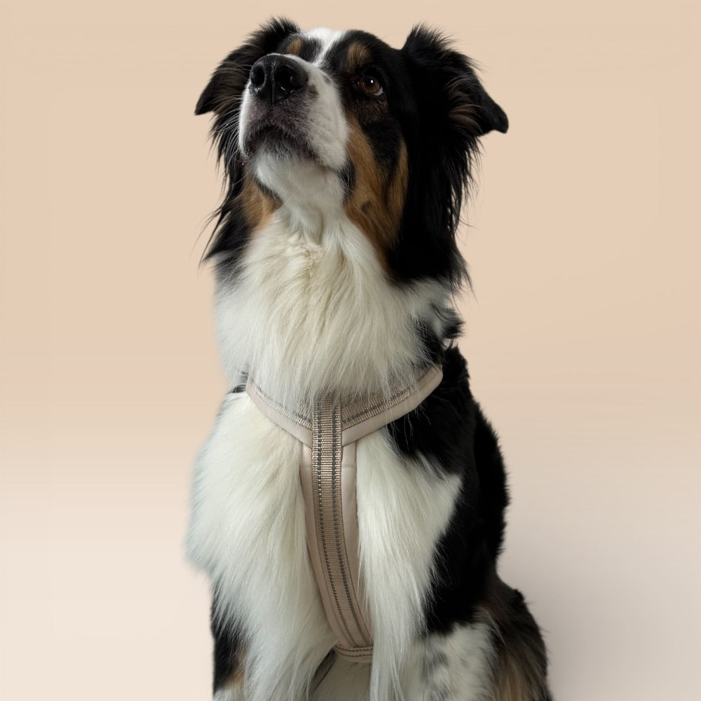 Arnés cómodo - Beige