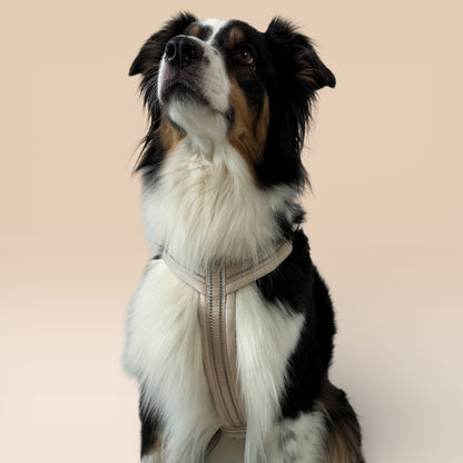 Arnés cómodo - Beige