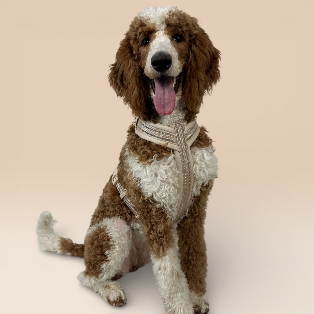 Arnés cómodo - Beige