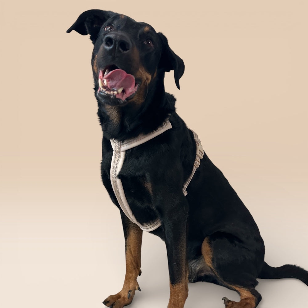 Arnés cómodo - Beige