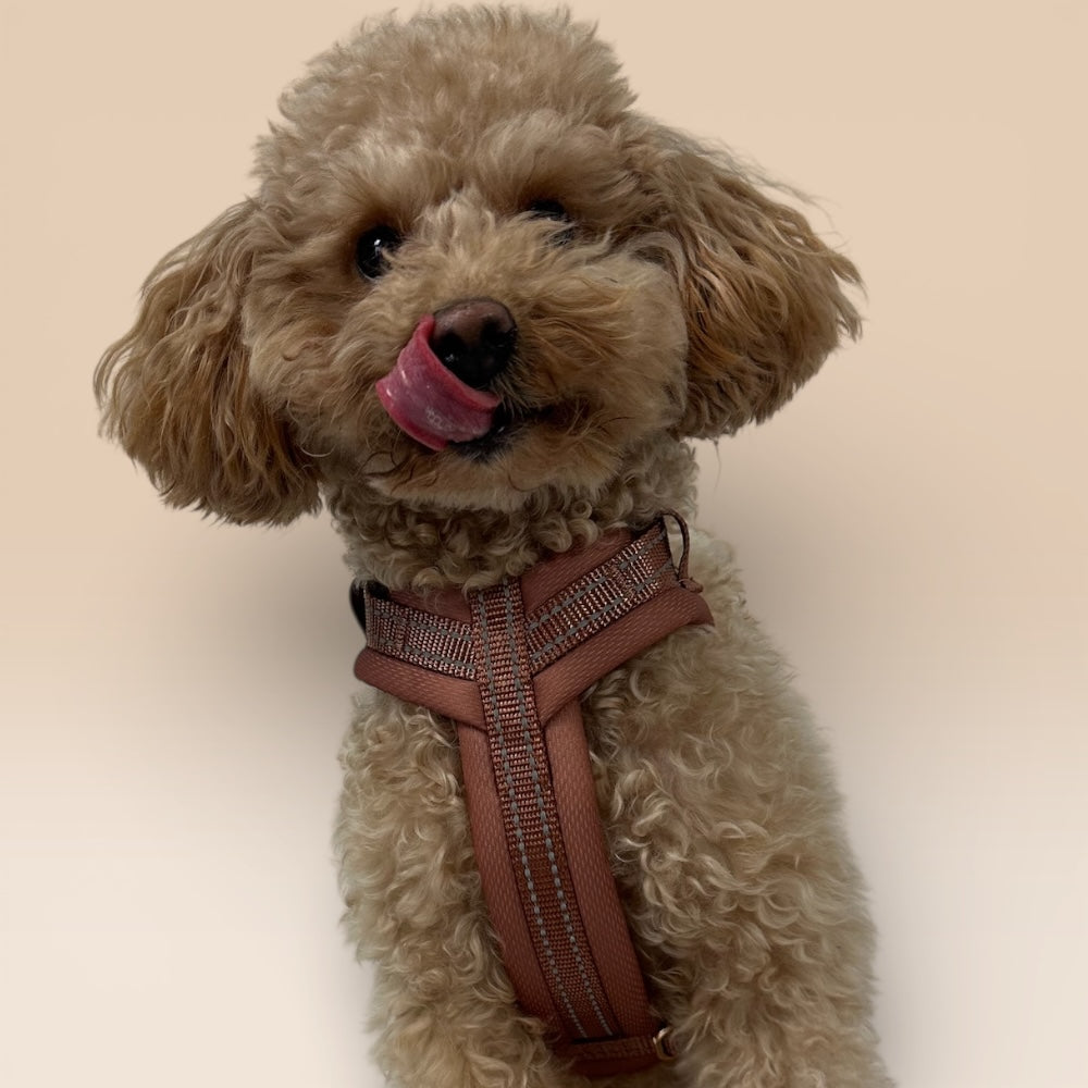 Arnés Cómodo - Marrón