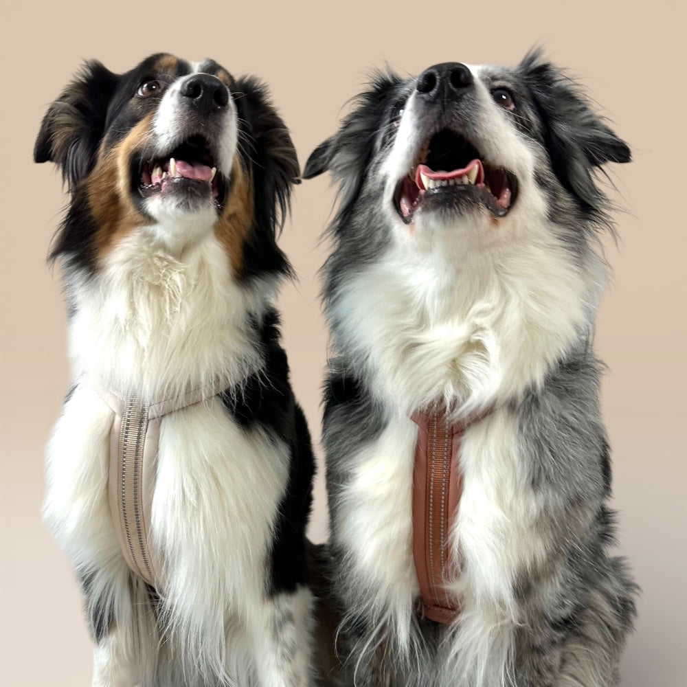 Arnés Cómodo - Marrón