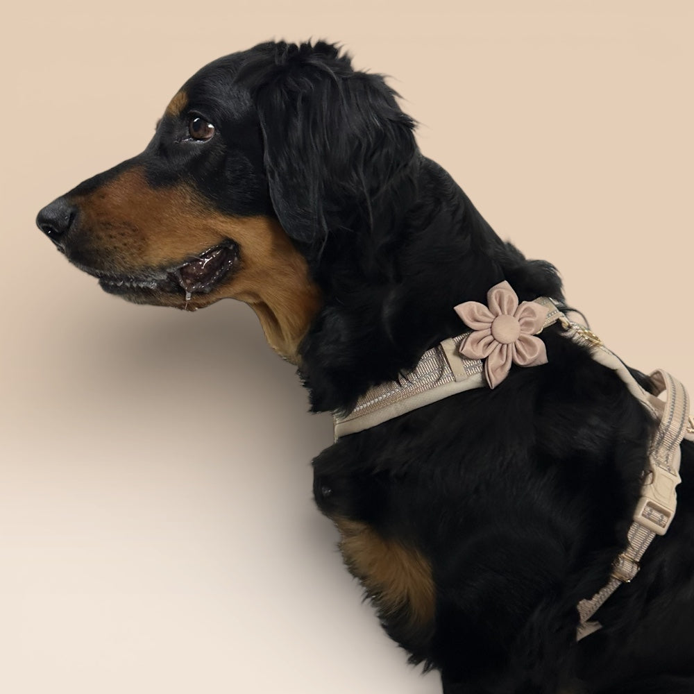 Collar Flower - Beige
