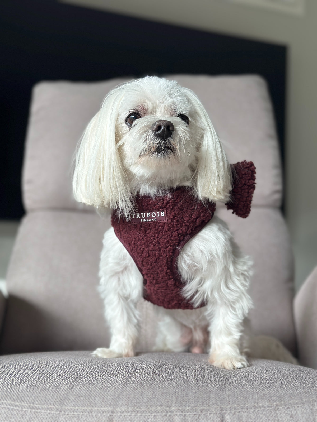 Lite Harness - Teddy Burgundy