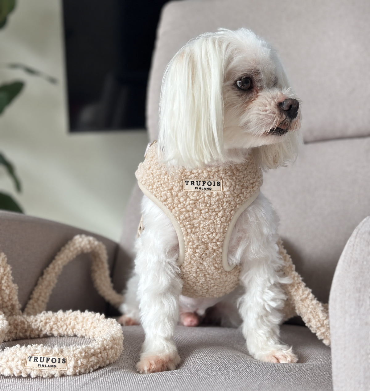 A small white dog sits on a beige armchair wearing a beige sherpa pet harness with a matching leash and collar. The brand name 'TRUFOIS' is visible on the harness.