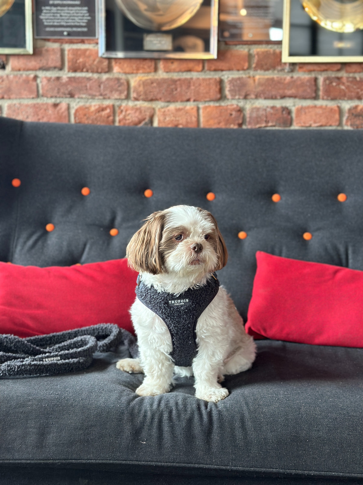 Lite Harness - Teddy Charcoal
