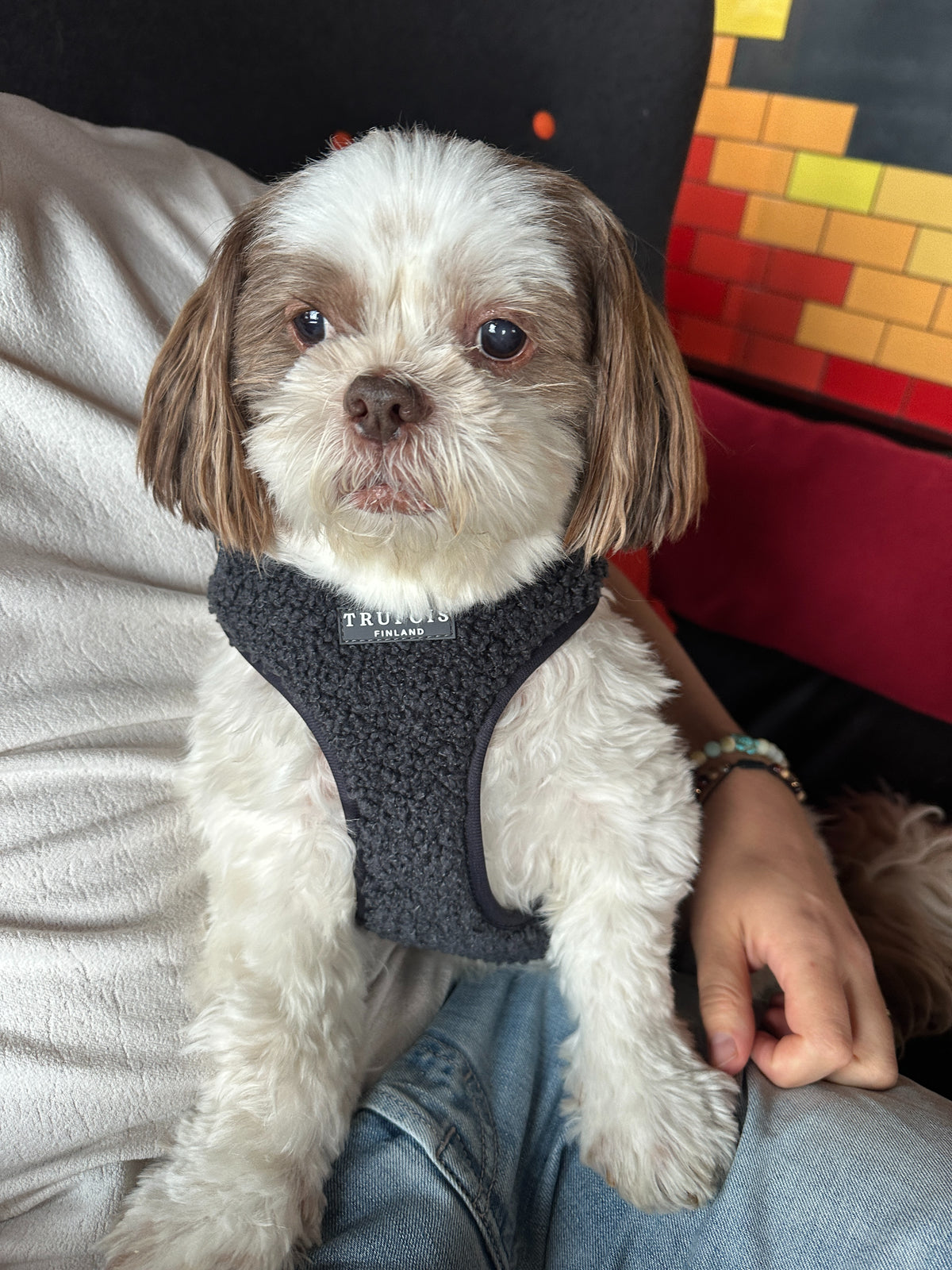 Lite Harness - Teddy Charcoal